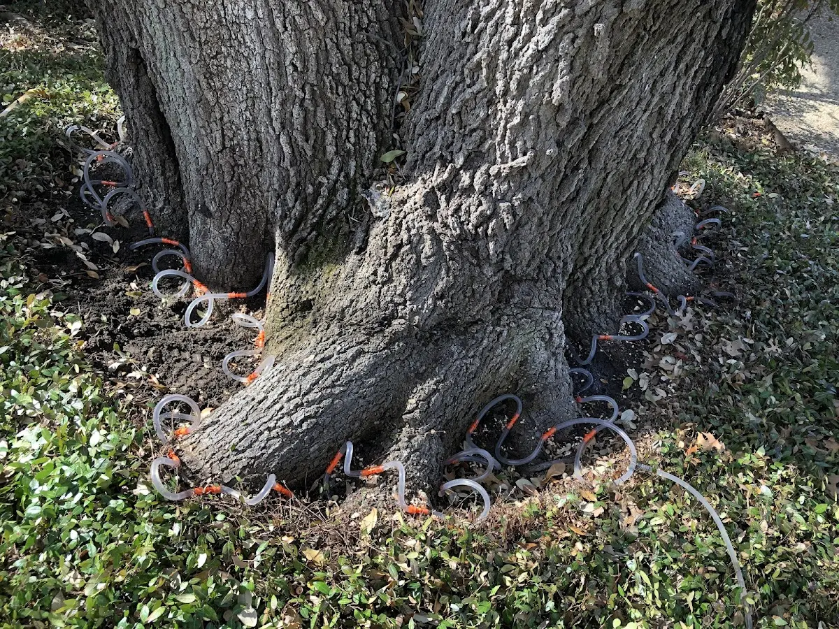 Detailed Tree Cabling and Bracing job site in South Lyme