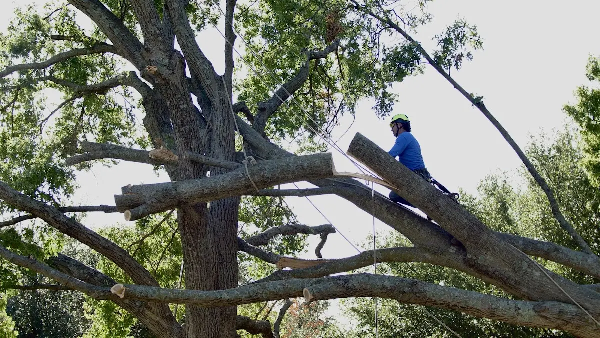 Professional Hazardous Tree Removal performed by certified arborists in South Lyme
