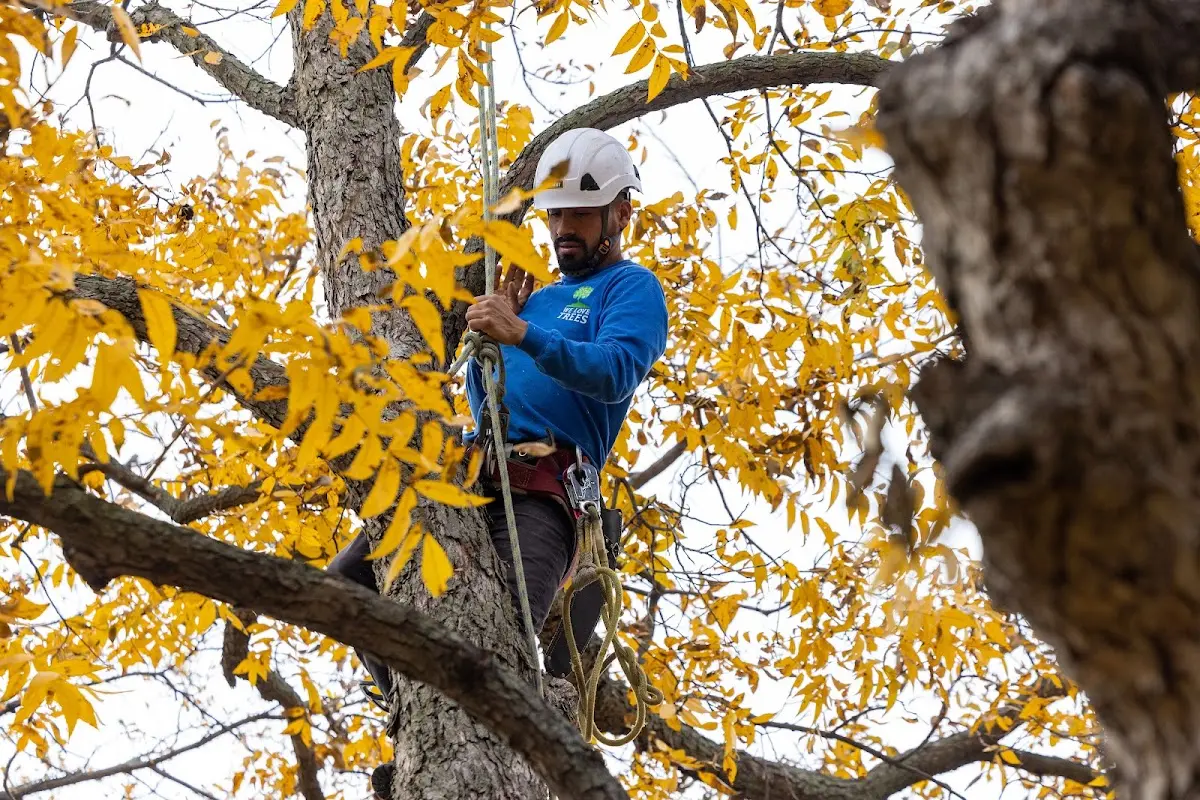 Skilled Tree Planting crew working in South Lyme