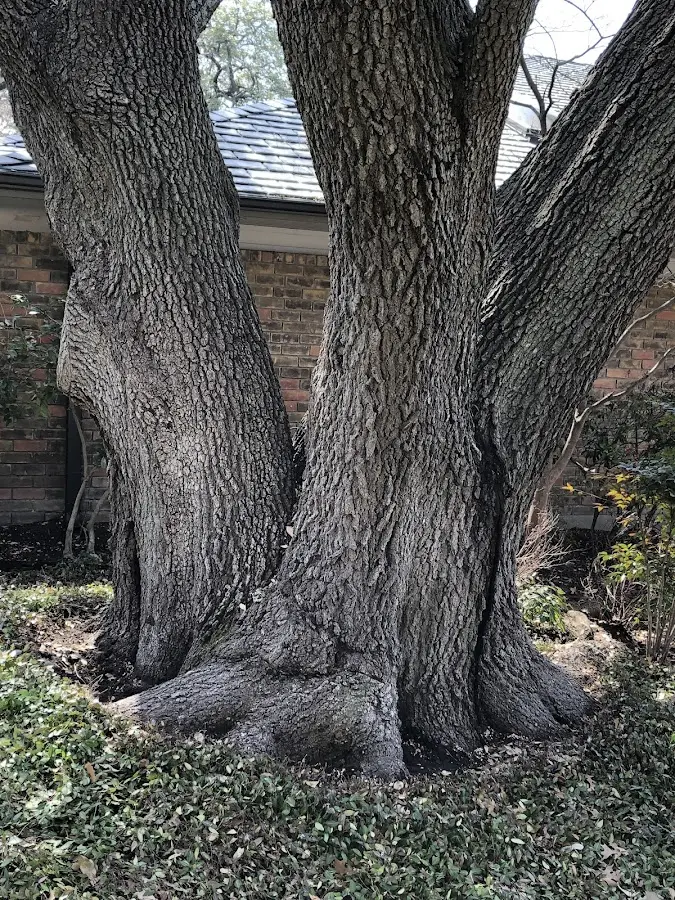 Mature heritage tree close to a South Lyme property cared for by certified arborists
